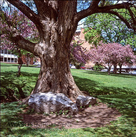 Rollei12Spring4