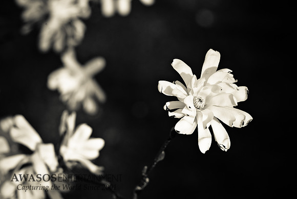 Greenwichspring-2