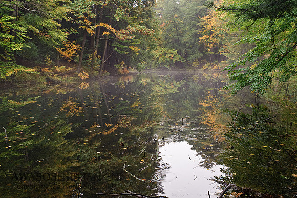 Yaddo-3