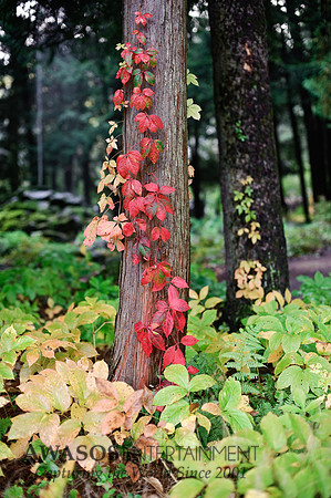 Yaddo-5