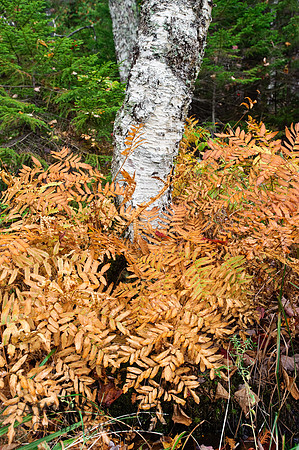 Acadia-36