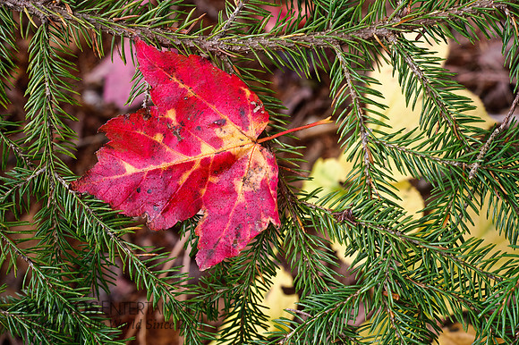 Acadia-39