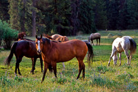Wyoming-7