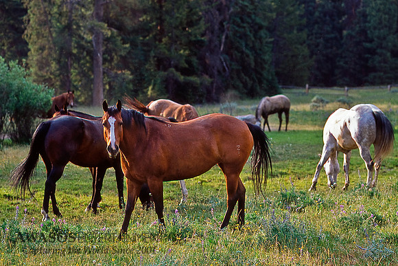 Wyoming-7