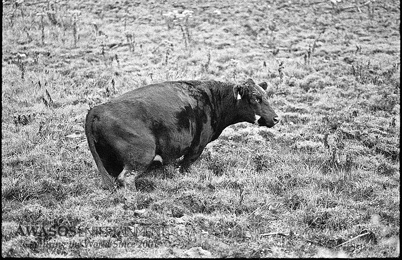 Cow