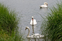 CapeCod-3