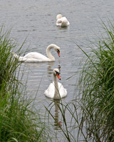 CapeCod-4