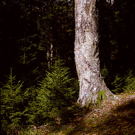 AcadiaFilm-17