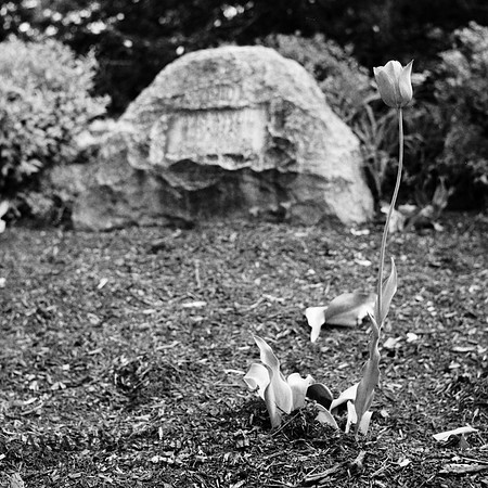 Rollei3