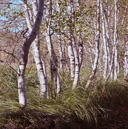 AcadiaFilm-19
