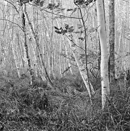AcadiaFilm-20