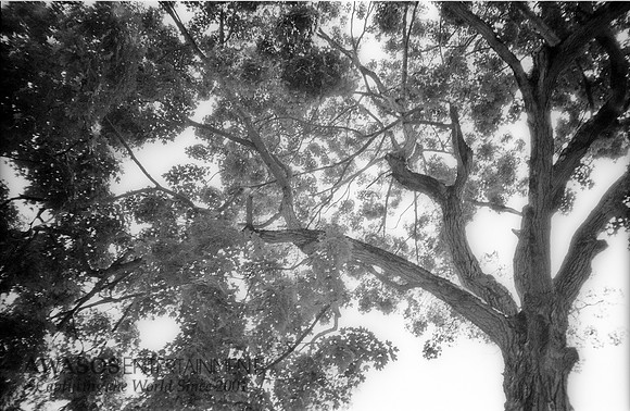 OlympusSpringBW8