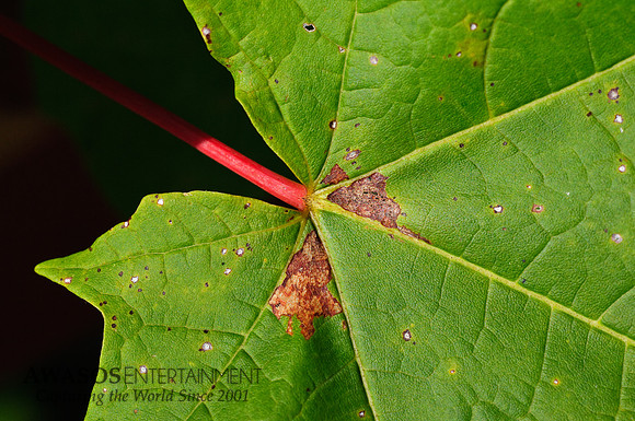 Leaf