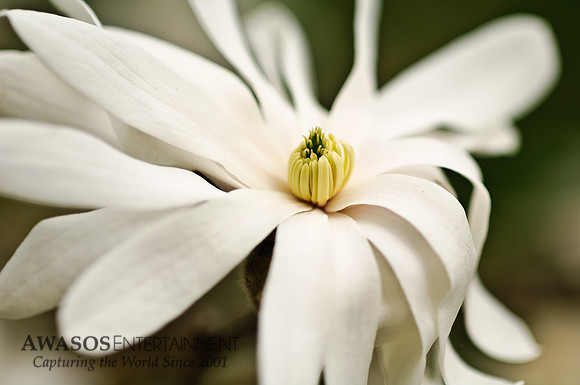 Magnolia Bloom 2, Saratoga NY