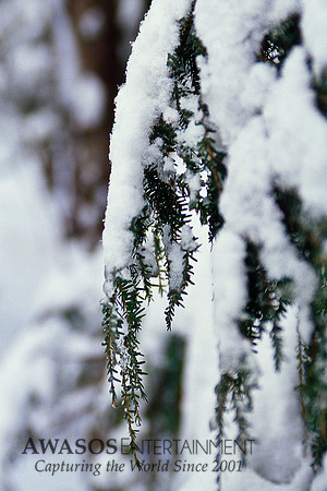 Pine3