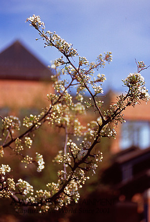 blooms, Saratoga Springs
