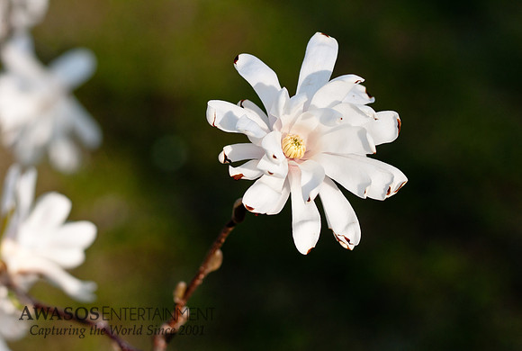 Greenwichspring-1