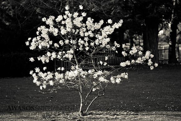 Greenwichspring-3
