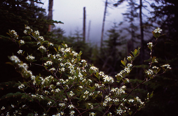 birch