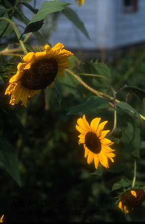 Leica35-2