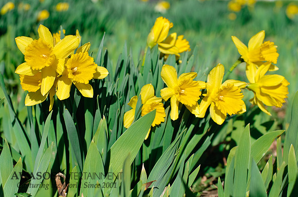 Daffodils, Salem NY