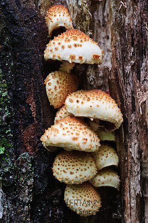Mushrooms, Sleeping Beauty