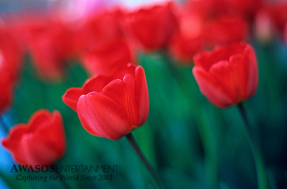 tulips2
