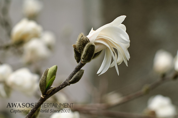 Magnolia Bloom 1, Saratoga NY