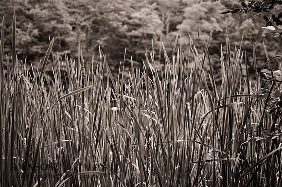 Reeds in the Blue Ridge Mountains (Cave Mountain Lake, Natural Bridge, VA)