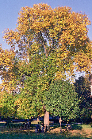 LeicaColor-6