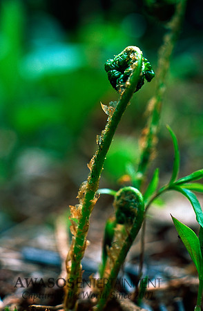 FiddleHead2