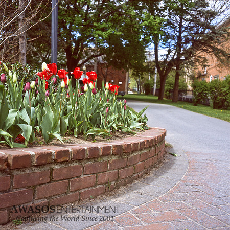 Rollei12Spring3