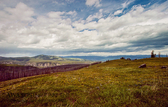 Mt Washburn View, Yellowstone 2005