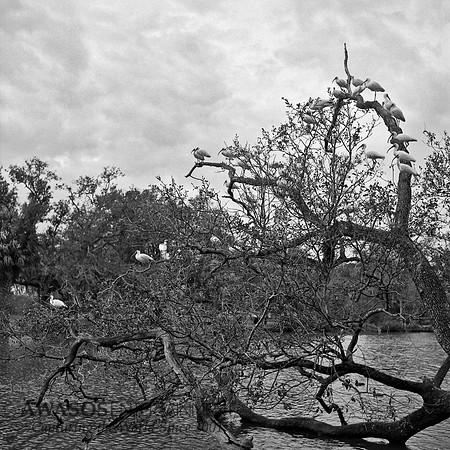 Rollei-005
